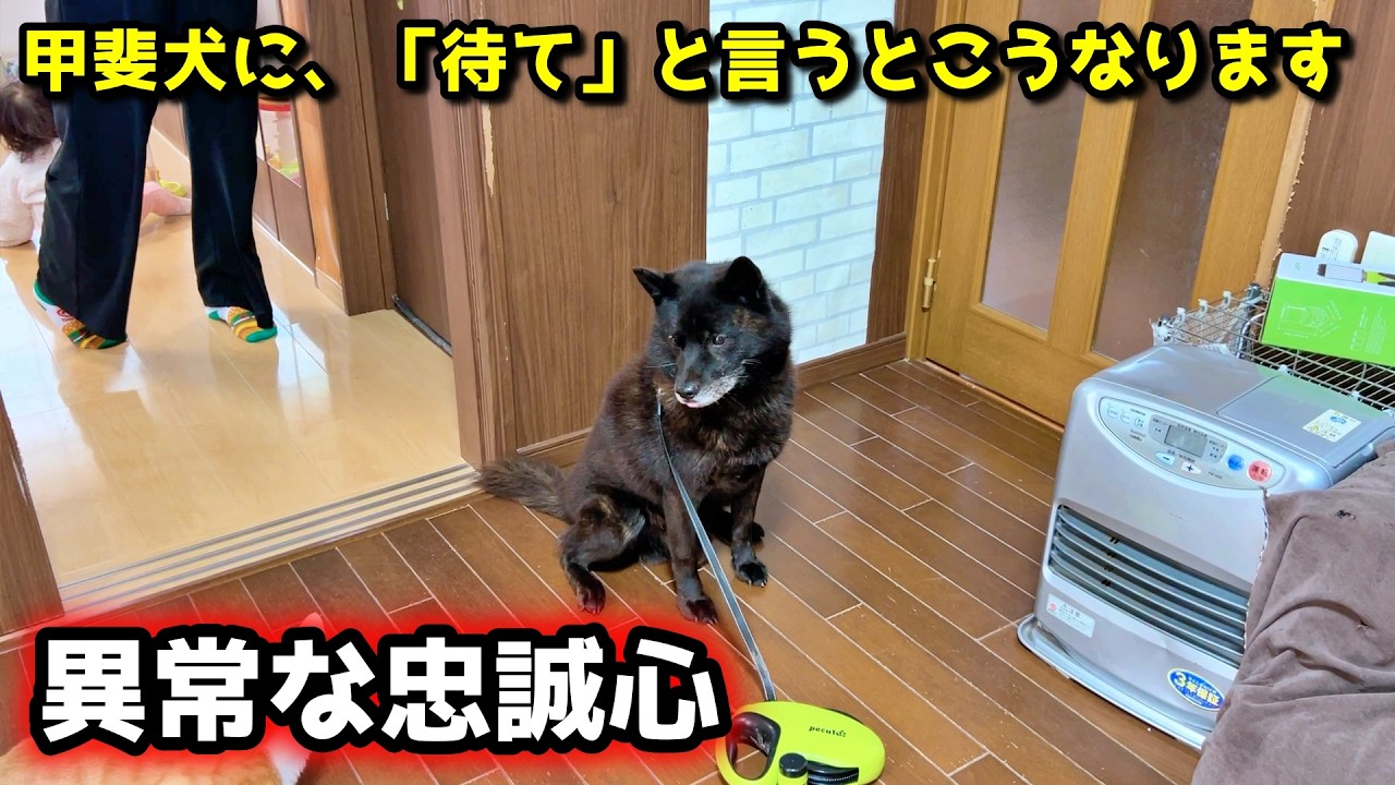 【忠犬】甲斐犬の忠誠心がエゲツなすぎて心配になる