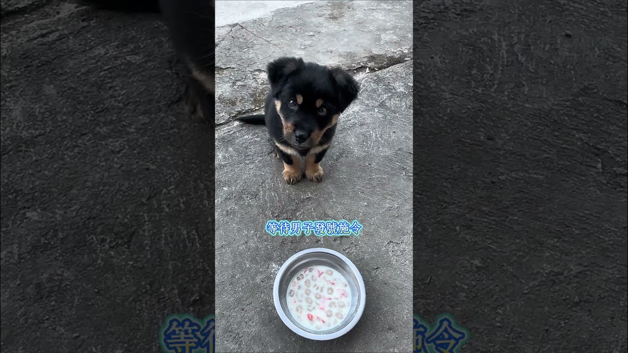 一隻很有素質的小狗