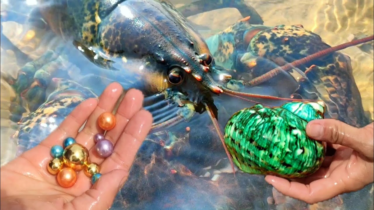Подводное течение глубокого моря приносит зеленых жемчужных улиток.