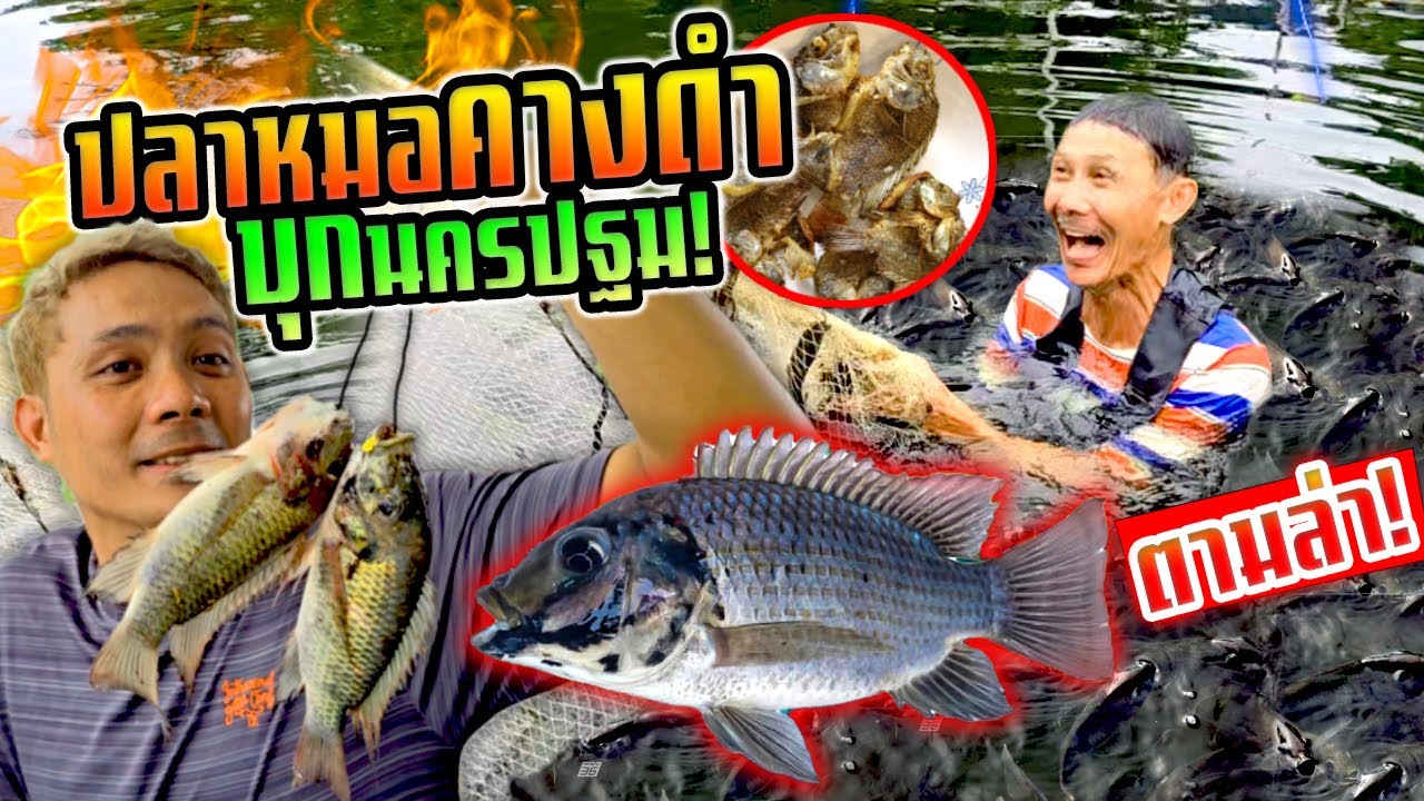 แย่แล้ว!!!ปลาหมอคางดำบุกนครปฐม ไอ้เจิดตามล่าจับกินใหม่หมด