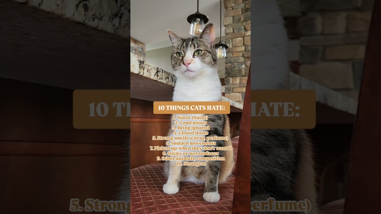 10 things cats hate. Is this true for your kitty? #cateducation #felinefacts #cat #calico