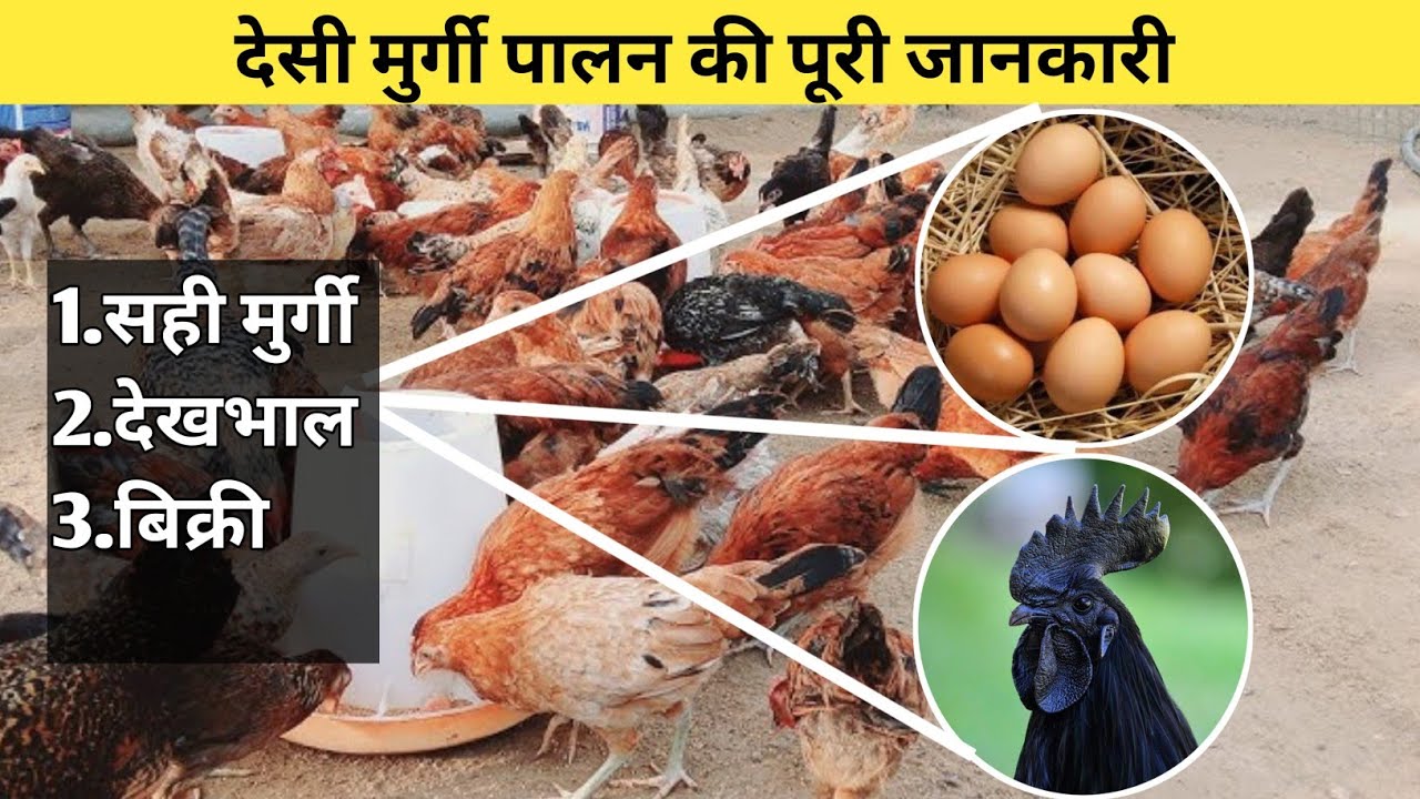 देसी मुर्गी  🐔 पालन की पूरी जानकारी || how to start desi murgi business plan |poultry business plan