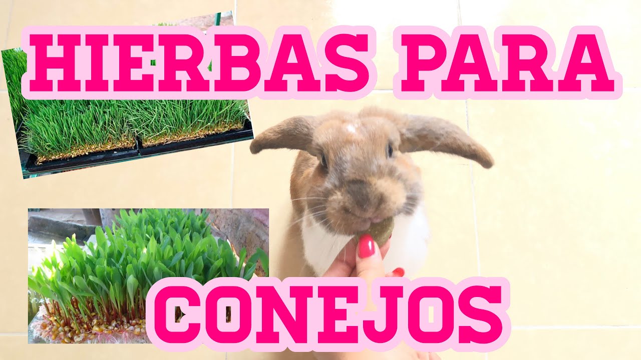 FORRAJE VERDE PARA CONEJOS