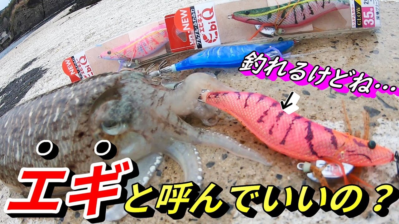 今、最注目の異色のエギを使ってみたら気持ちが変わりました！エギングシーズンにオススメのシステムカラー搭載！ヨーズリのエビキュー!