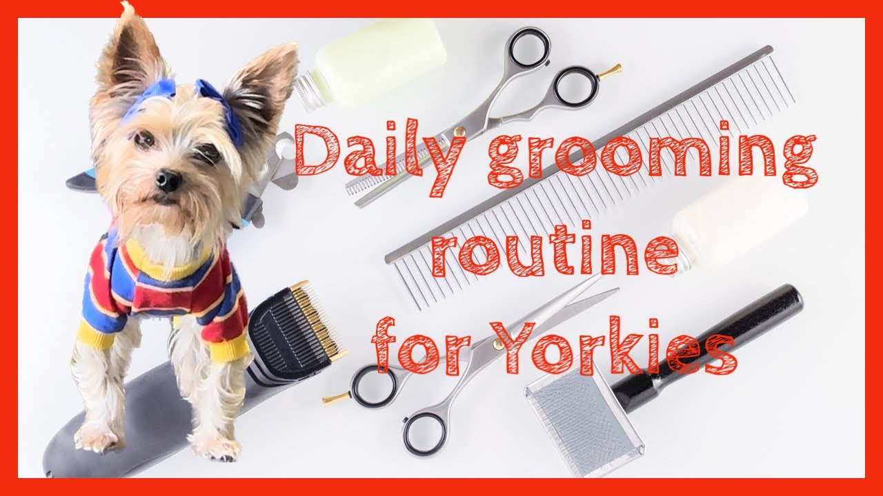Daily grooming routine for our two Yorkies. 🐶#yorkie  #dog
