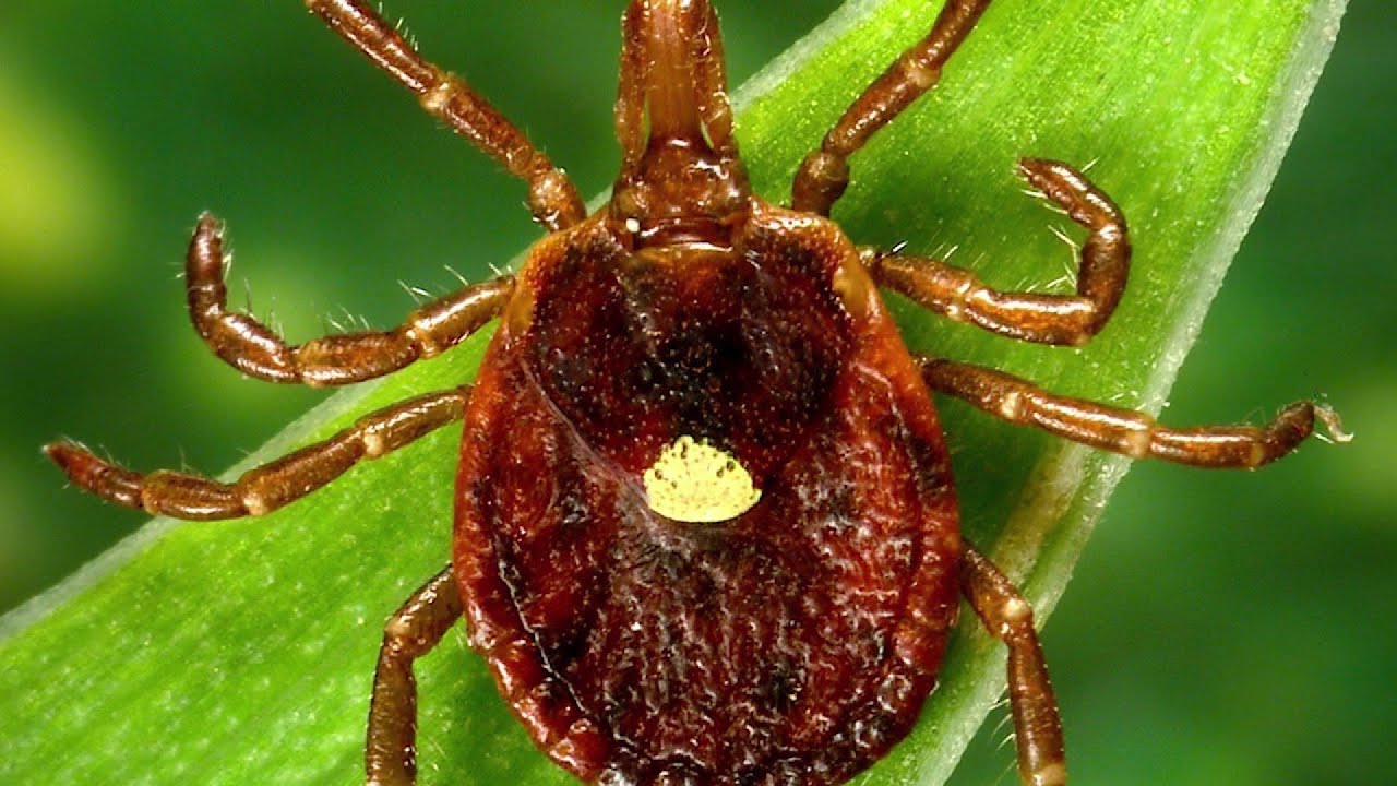 How to protect yourself from the Lone Star tick