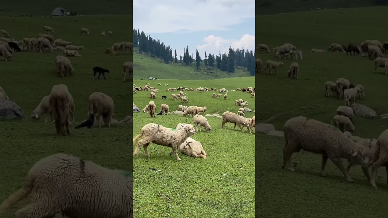 Sheep grazing in Highland pastures of Kashmir #Doodhpathri #Kashmir