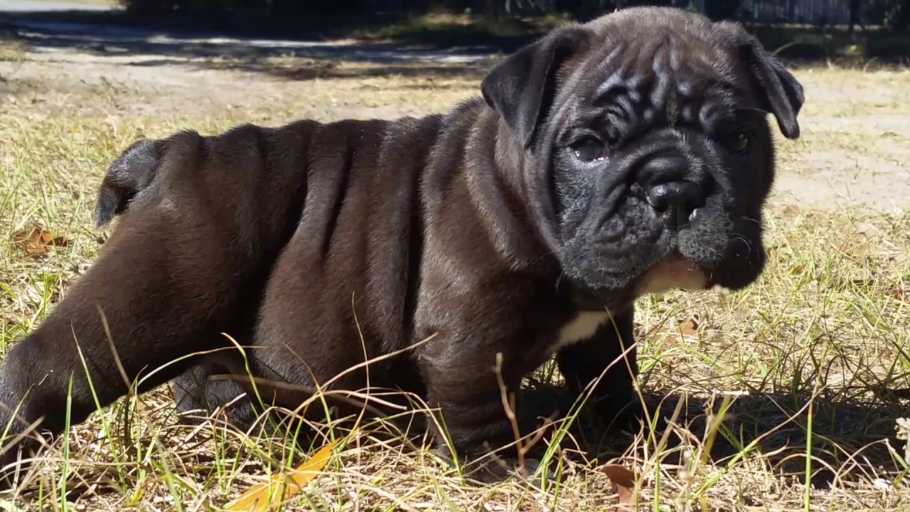 Gorgeous rare colored AKC English Bulldog Puppies for Sale