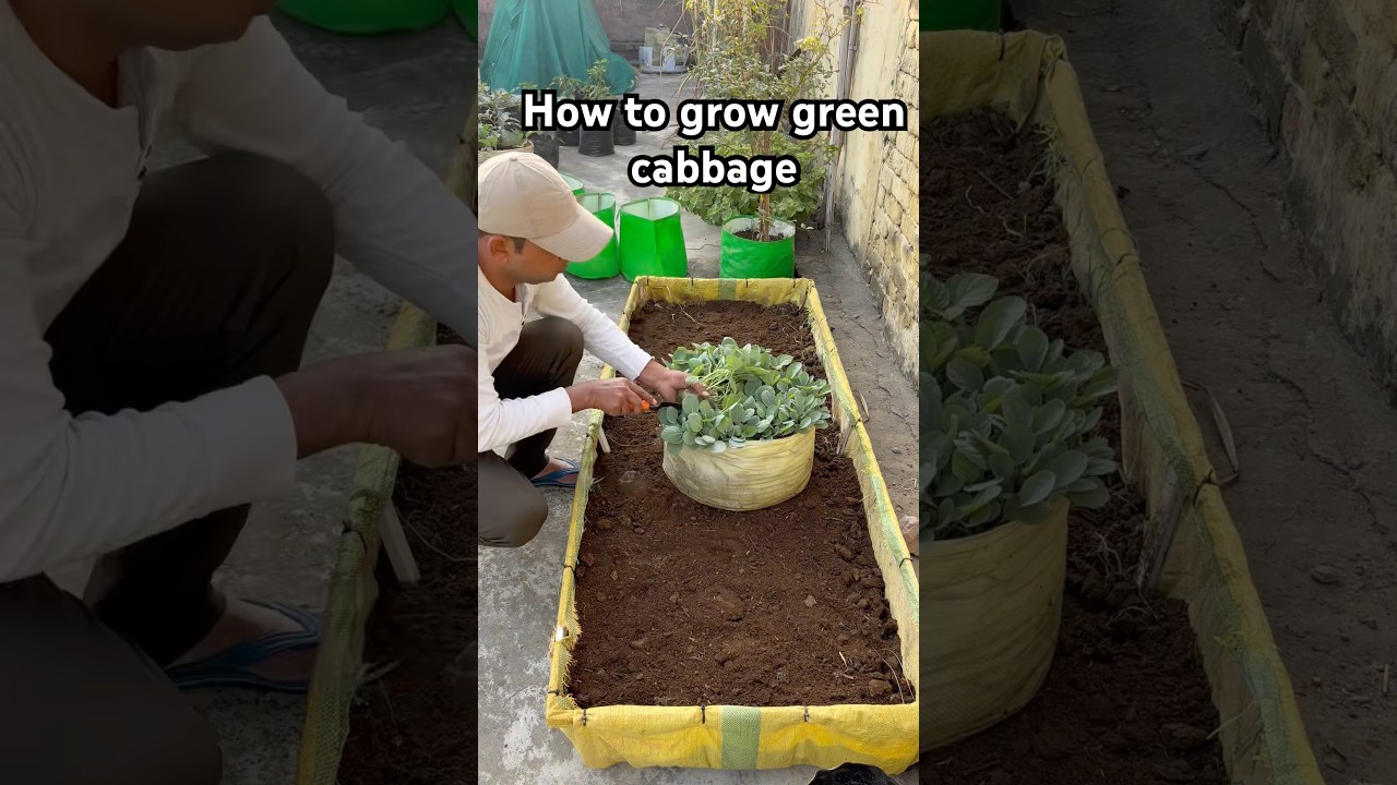 How to grow green cabbage terrace garden ideas #terrace  #gardening #organic #plants
