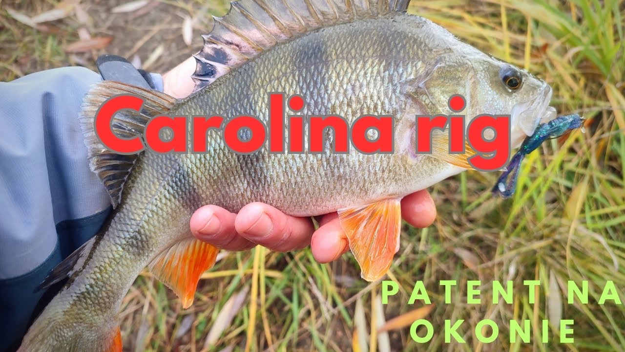 Carolina rig - patent na okonie #okoń  #perch #spinning