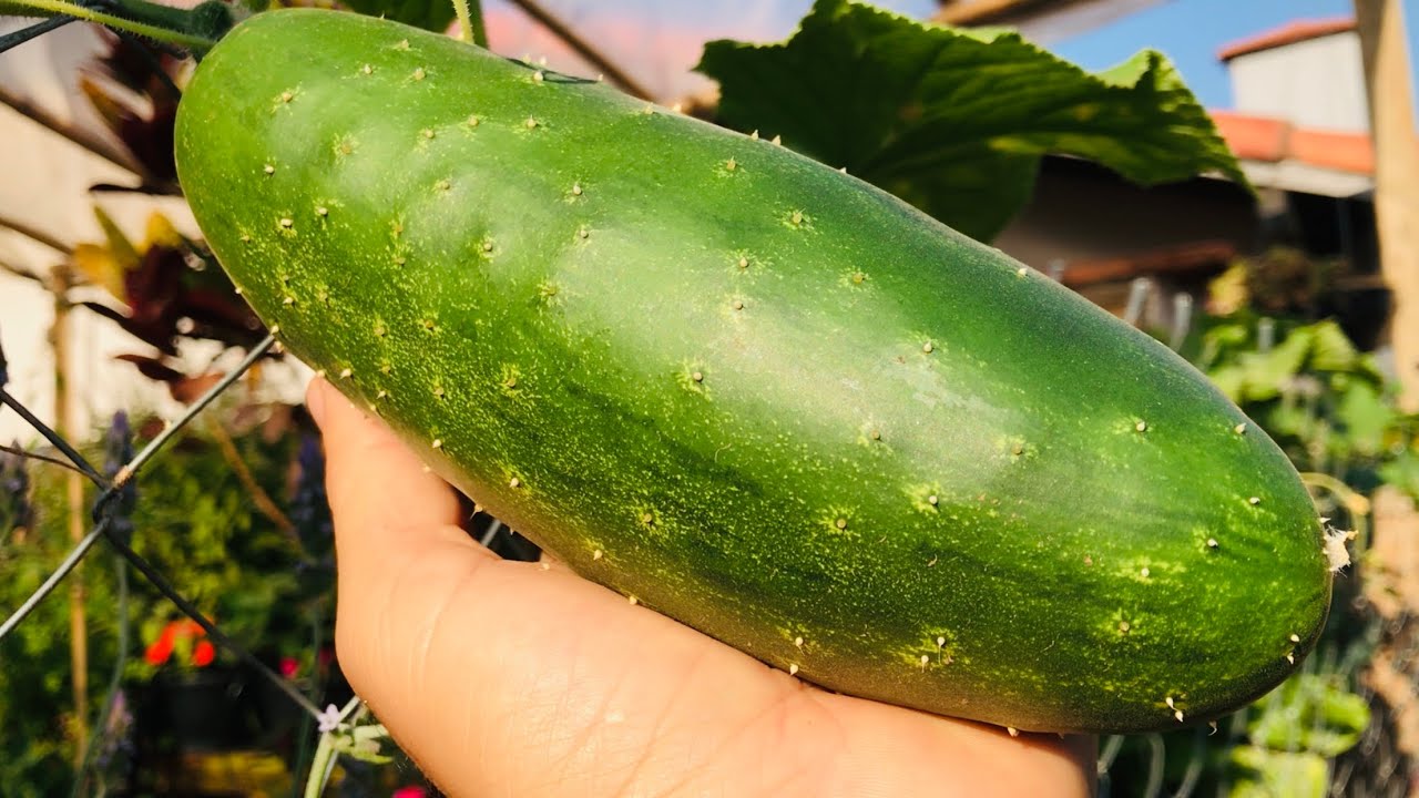 COMO PLANTAR PEPINO EM UM VASO PEQUENO - ERROS E ACERTOS