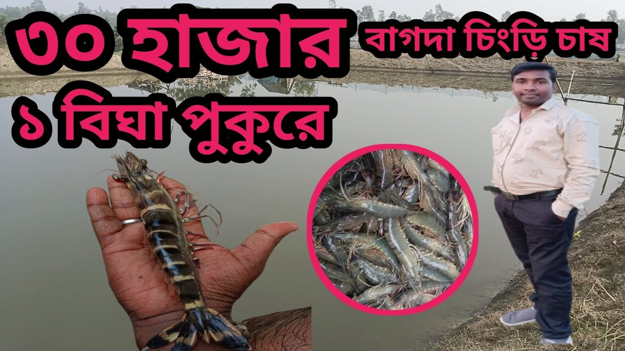 30000 বাগদা চিংড়ি এক বিঘাতে চাষ / নতুন পদ্ধতিতে বাগদা চাষ  @chaaquabiotech1