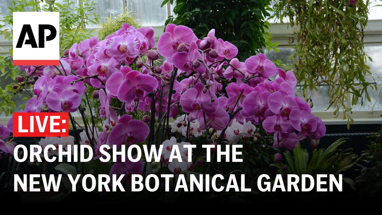 LIVE: Orchid show at the New York Botanical Garden