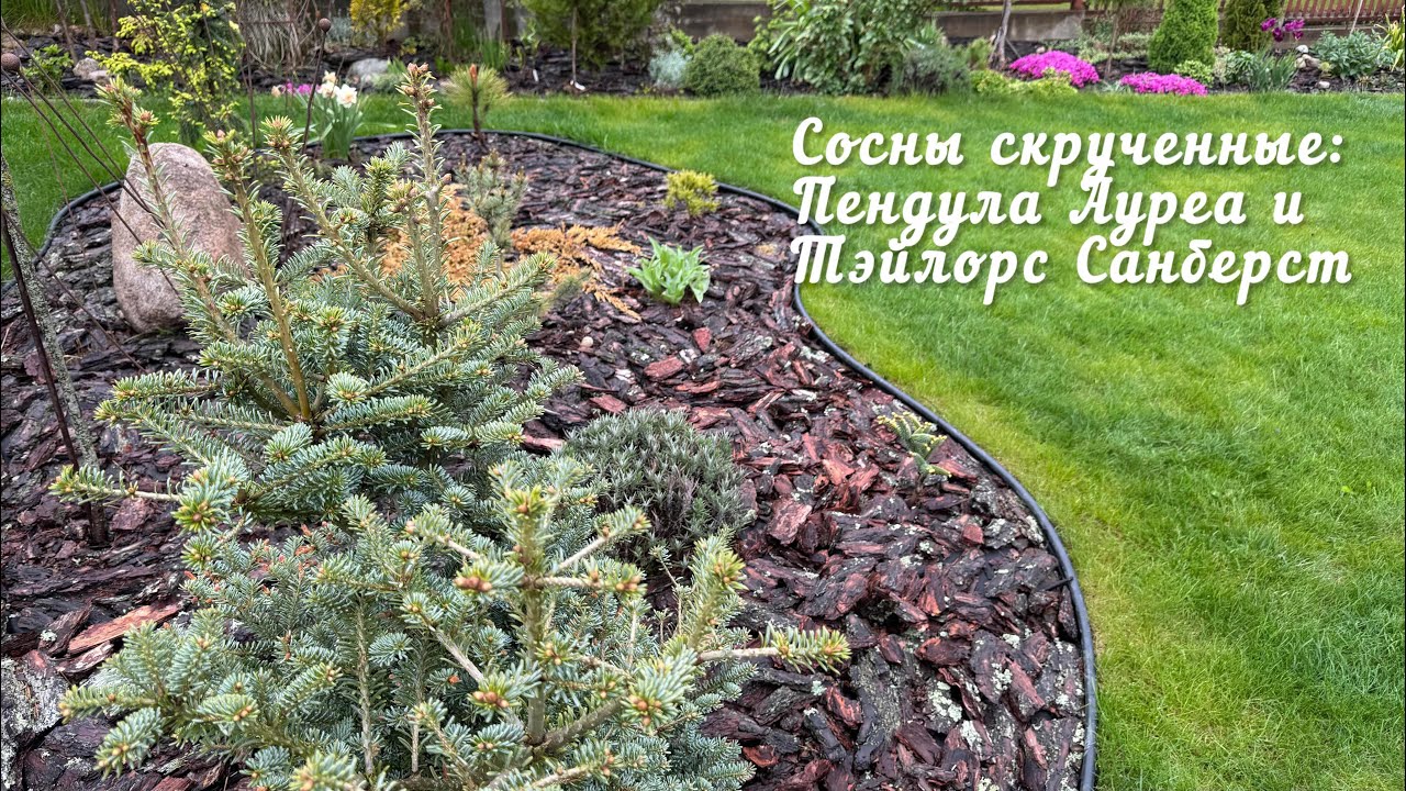 Сосны скрученные Пендула Ауреа и Тэйлорс Санберст. Обзор 2025