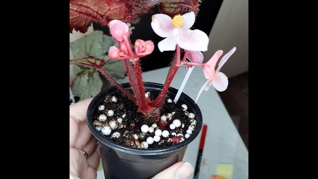 #Опыление декоративно-лиственных бегоний.