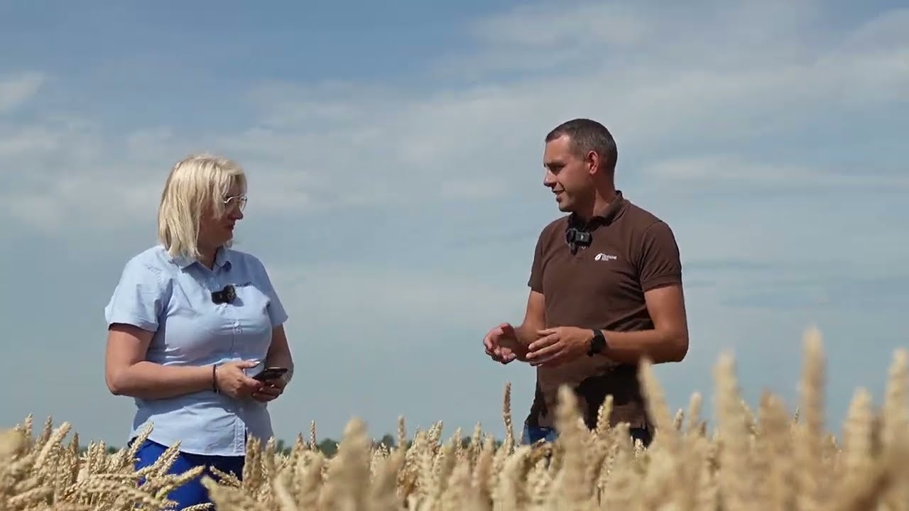 Žieminių kviečių ABC: Ekspertų patarimai iš laukų