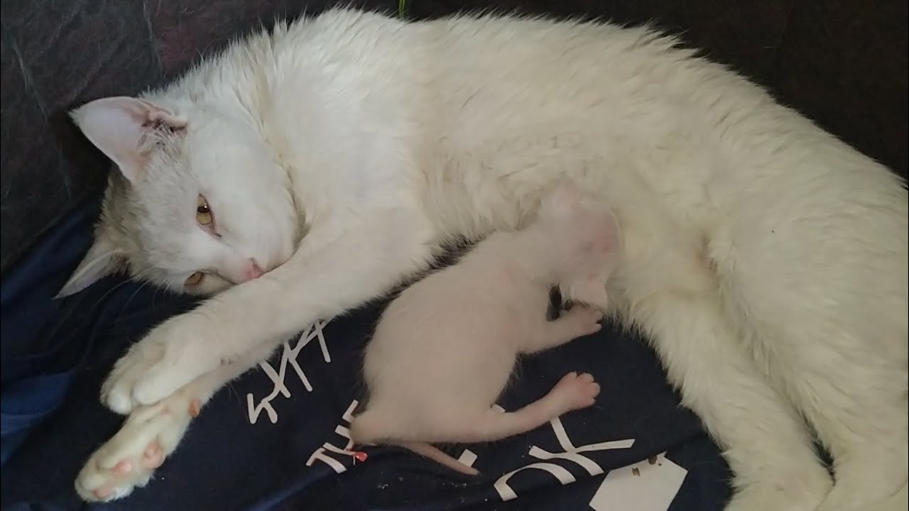 Tragic Accident! Mother Cat Accidentally Paralyzes Her Newborn Kitten By Sitting On Him