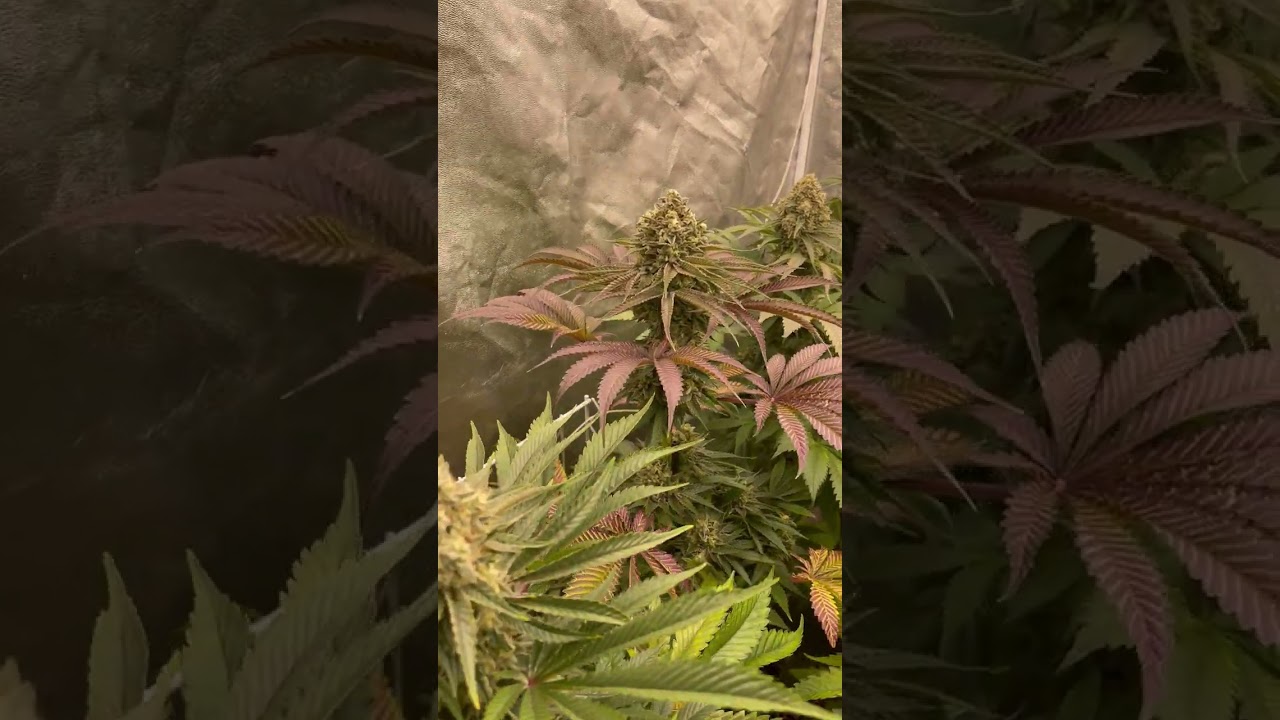 58 d&iacute;as del autocultivo de marihuana Barneys Farm y Toni13: Una leyenda, el presente y el futuro