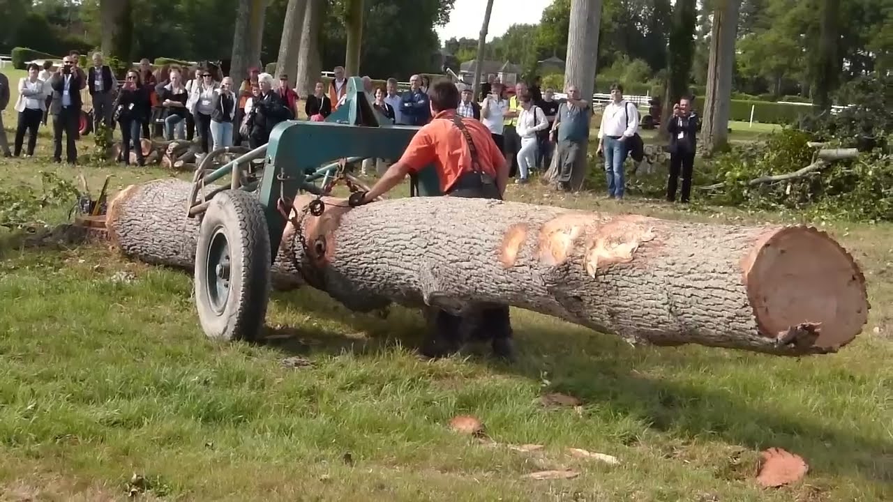 Chapeau les artistes ! chevaux de débardage...