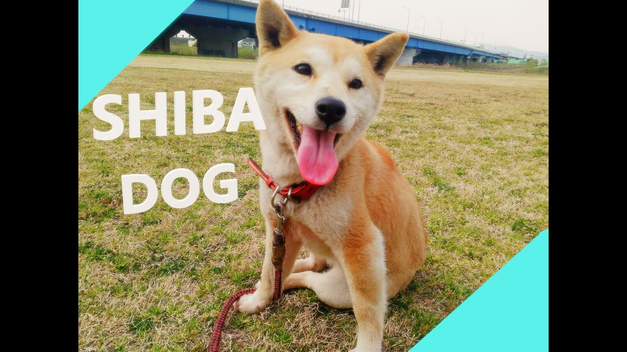 SHIBA DOG  (Japanese cute dog)