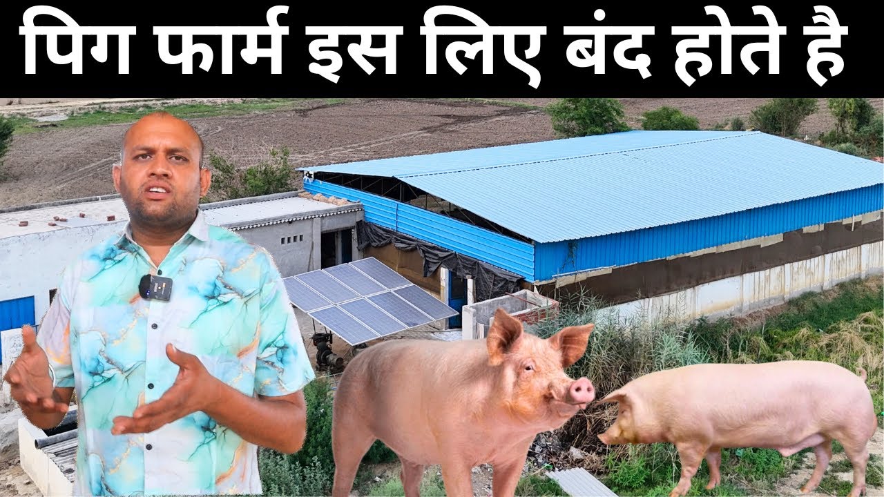 इस तरह पिग फार्मिंग में होगा अच्छा मुनाफा II Pig Farm II Pig Farm Business II Pig