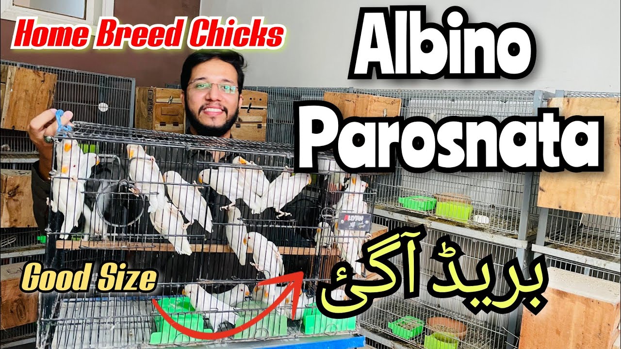 Albino Parsonata | Home Breed Chicks | Breed agaai Good size | Laraib ali syed breed chicks