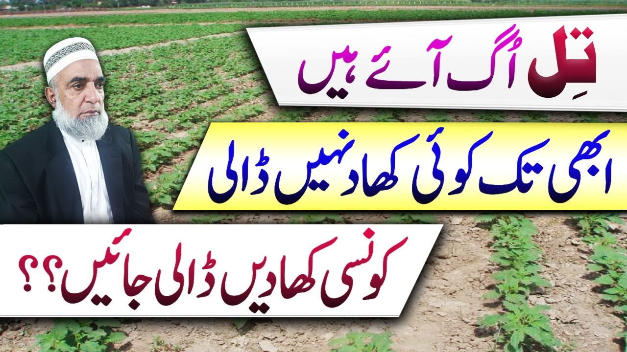 Fertilizer plan for Sesame crop 2025 if no fertilzers are added at sowing || Crop Reformer