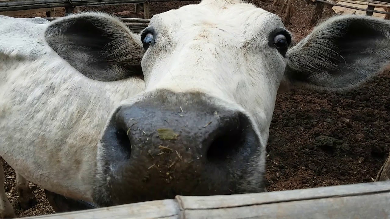 Vaca berrando