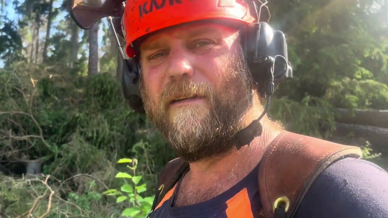 Dag 2 Väddö. Mer grova träd och en Terri skotare till hjälp.