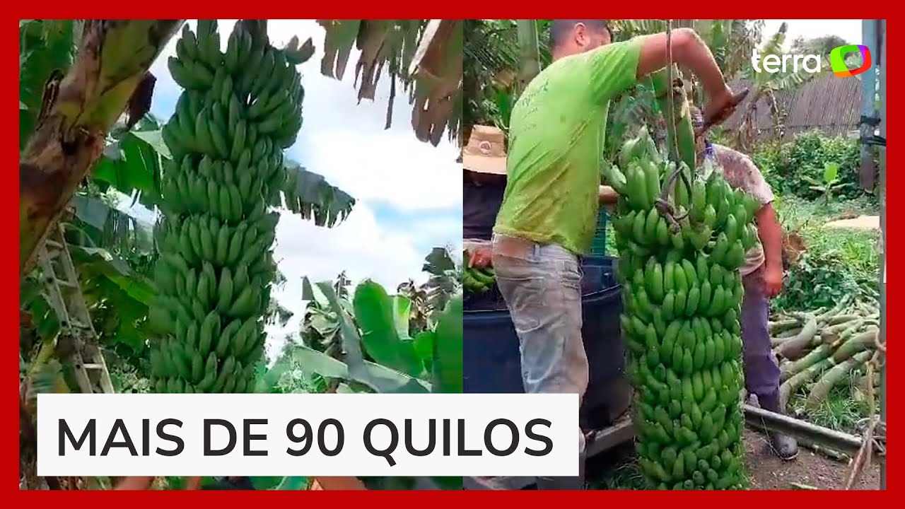 Agricultor impressiona ao colher cacho de banana gigante no interior de SP