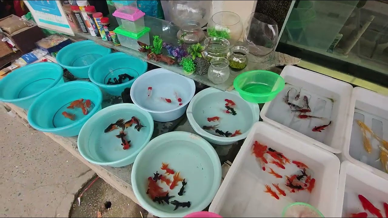 Buying pet fish at the flower and bird market
