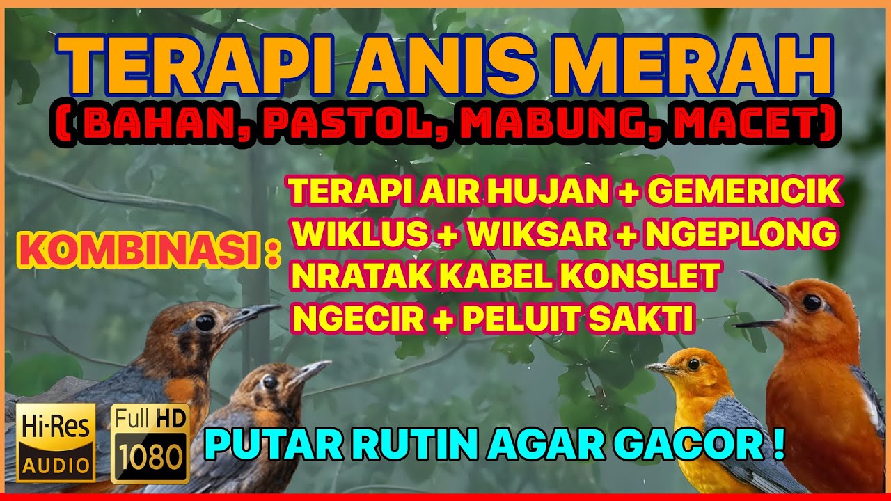 🔴 TERAPI ANIS MERAH DONGKRAK BIRAHI & EMOSI [UNTUK TROTOL, PASTOL, PASCA MABUNG & ANIS MERAH MACET]