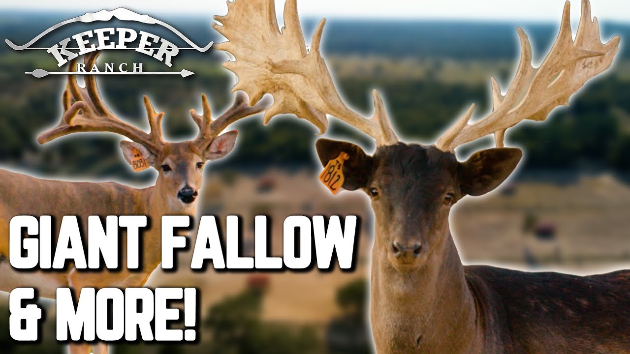 GIANT Fallow Deer and More!