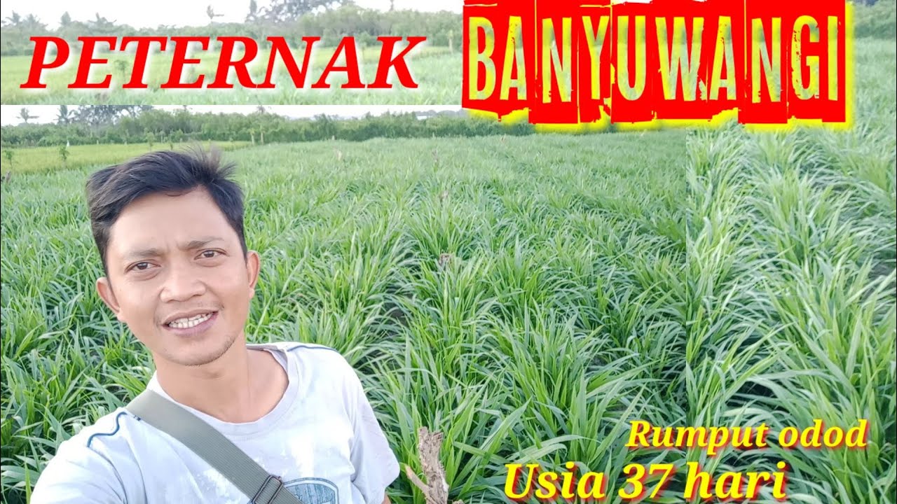 Budidaya rumput Odot di lahan kering sangat menguntungkan pakan ternak kambing sapi domba kerbau dll