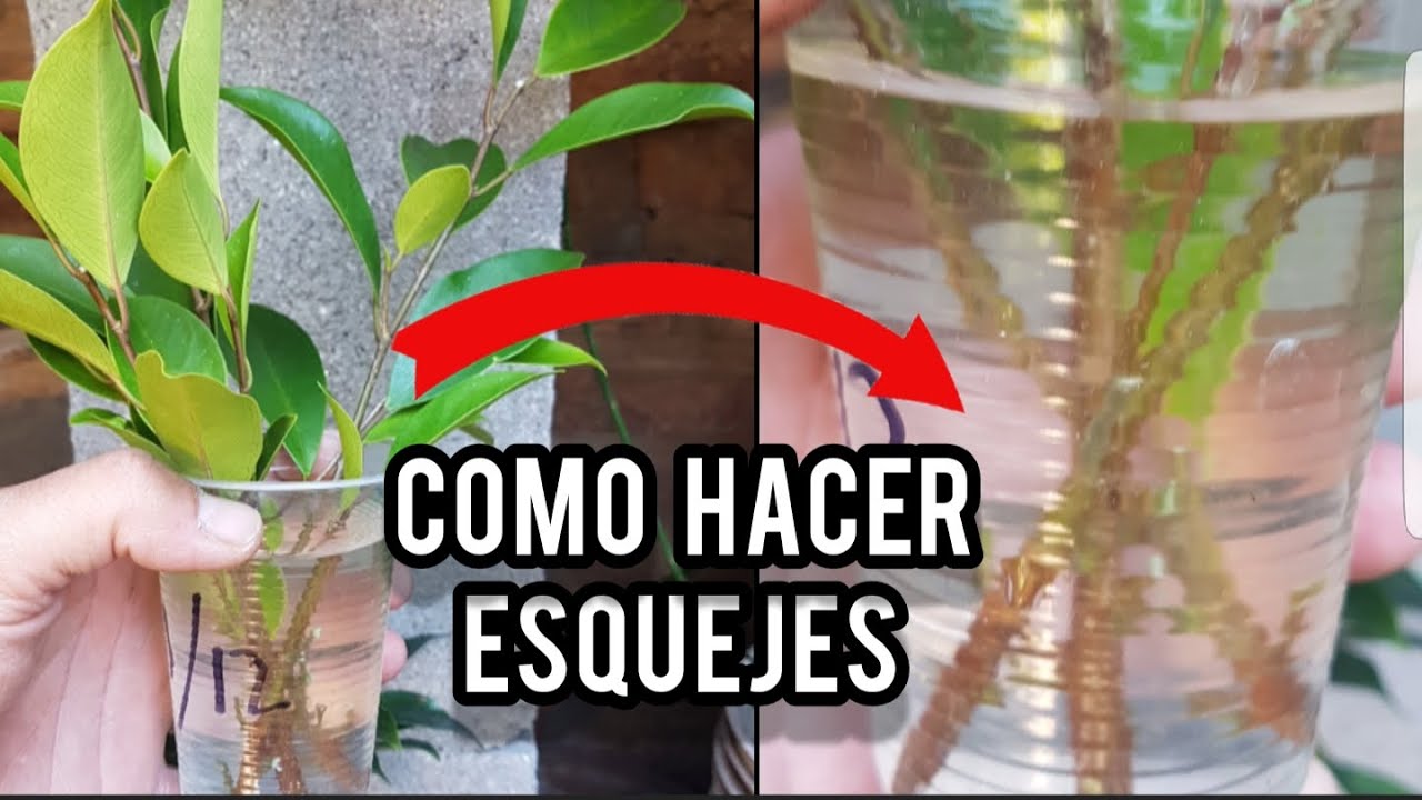 COMO HACER ESQUEJES DE FICUS - TIGER BARK 🔴 BONSAI ✔SUPER FÁCIL
