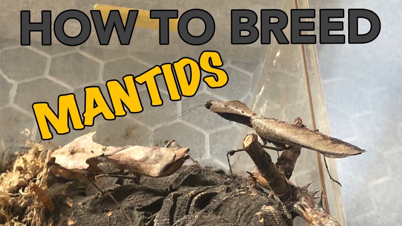How to Breed Mantids - Dead Leaf Mantis (Deroplatys desiccata)