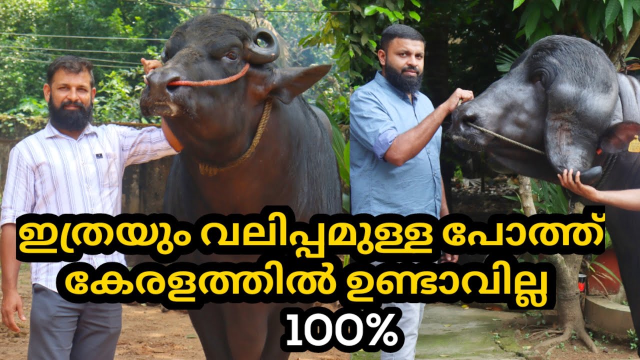 ഇത്രയും വലിപ്പമുള്ള പോത്തിനെ ജീവിതത്തിൽ കണ്ടിട്ടുണ്ടാവില്ല തീർച്ച #amazing