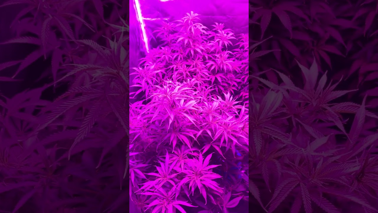CINDY 99 SATIVA VEG