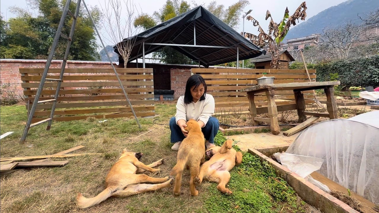 5只狗狗的家终于要建成了，小狗迫不及待跑来跑去，全村最靓狗舍，大家看看这样靠谱吗