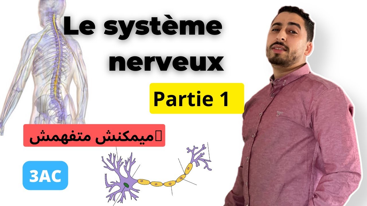 3AC : Le système Nerveux | Partie 1 | أحسن و أبسط شرح ✅