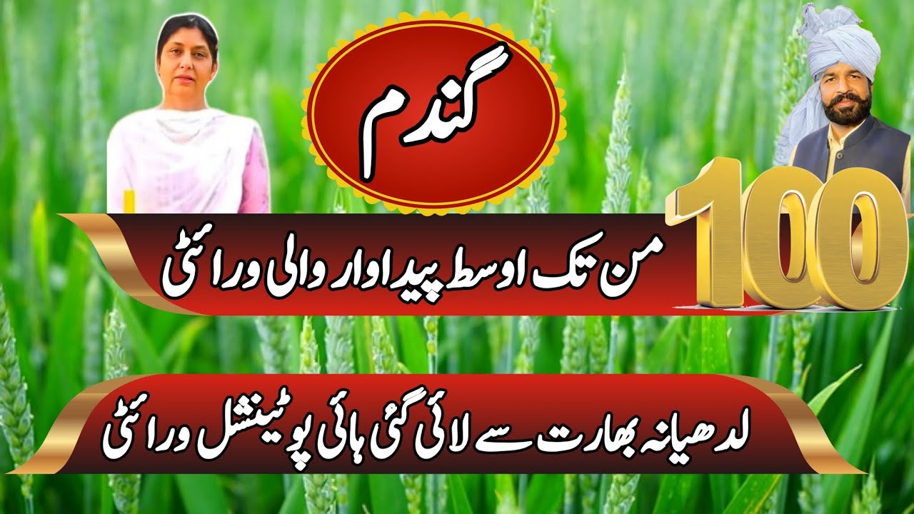 100 munds High yielding varieties of wheat in Pakistan #farming #agriculture #wheat #highyieldwheat