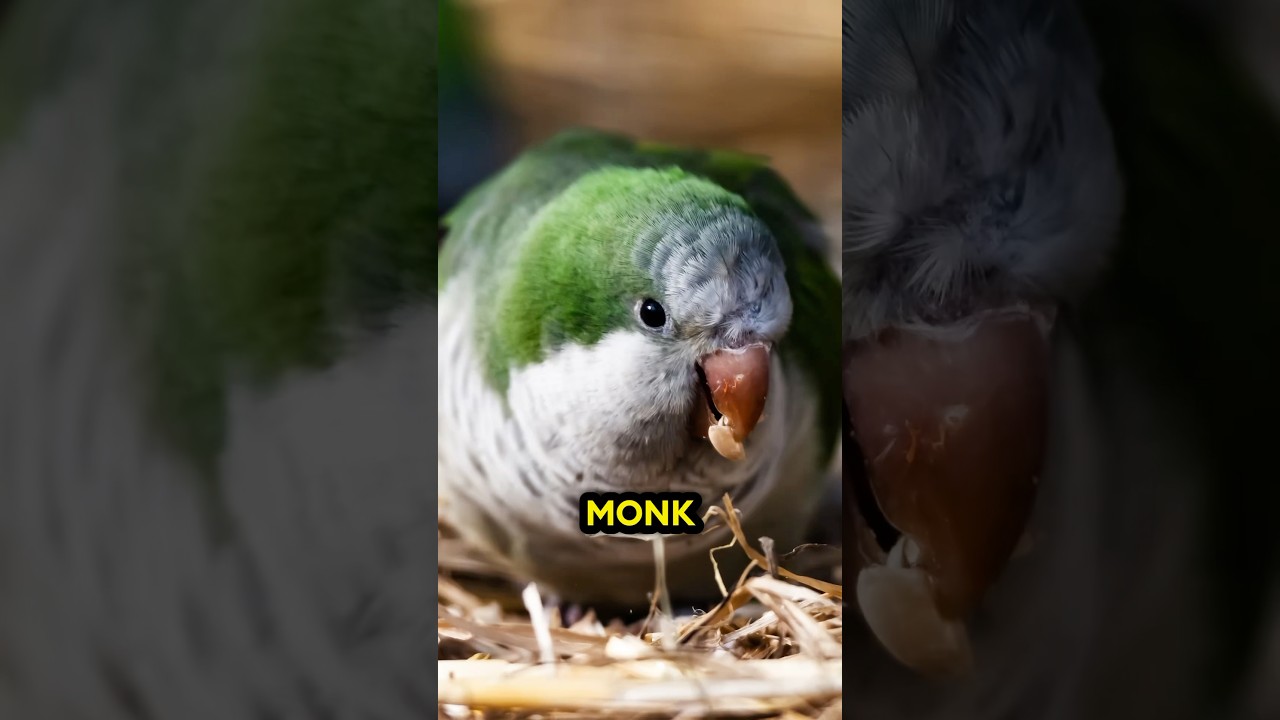 How do Quaker Parrots live in the cold? 🤯🦜❤️ #parrotlover #quakerparrots #monkparakeet #parrots