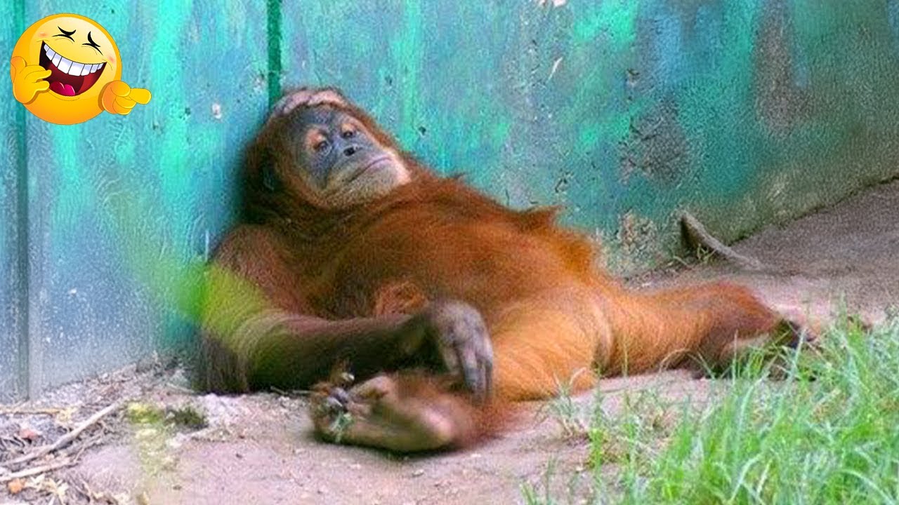 You’ll Laugh Nonstop at These Funny Monkeys & Animals 2025 😂🐒🐶🐱
