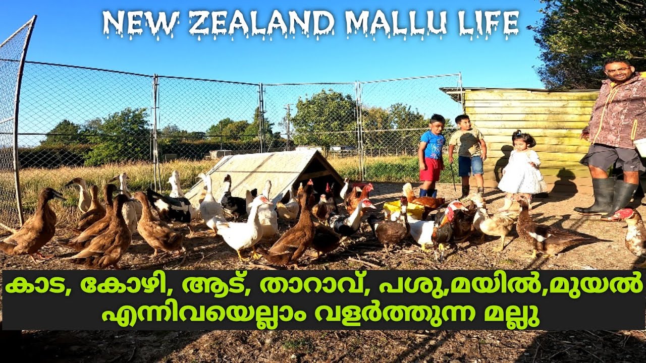 ന്യൂ സിലാൻഡിൽ  ജീവിതം ഇങ്ങനെയാണോ | Mallu Farmer | New Zealand Malayalam Vlog | New Zealand Mallu
