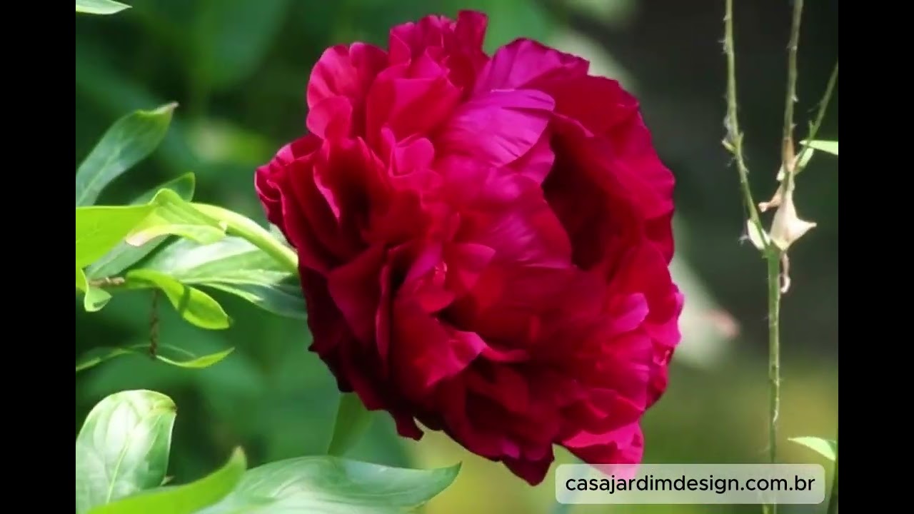 Flor Peônia: Guia de Cultivo, Cores e Como Decorar a Casa com Elegância 🌸✨