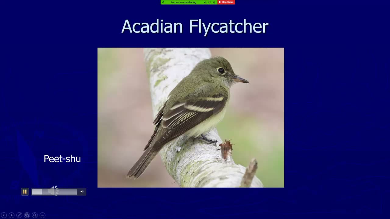 Mini-Tutorial: Birding By Ear: Empidonax Flycatchers