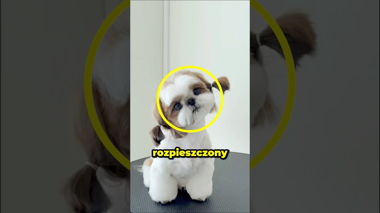 Najbardziej Rozpieszczony Pies Na Świecie! 😂🐶