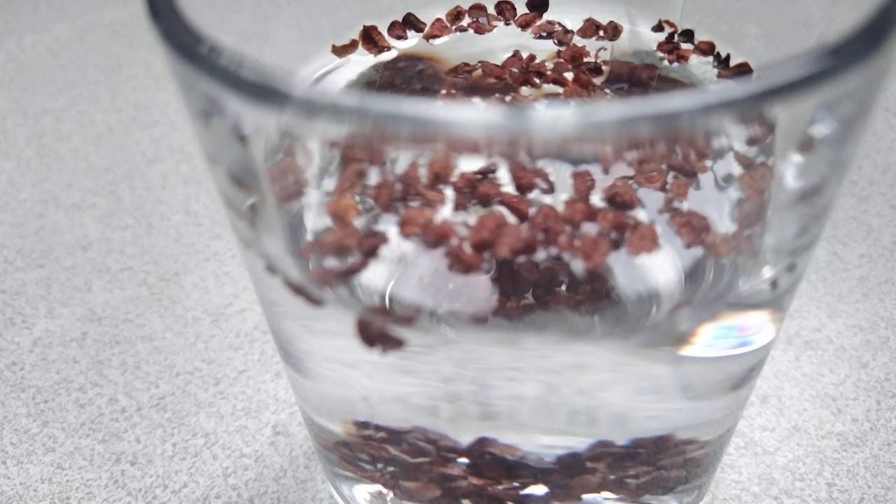 Tohum Çimlendirme Servi Tohumu Çimlendirme Cupressus Seed Germination