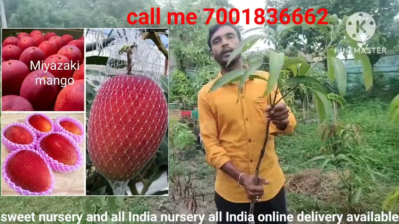 Miyazaki mango plant and kasturi mango plant and sadabahar mango plant and mexican parpel mango plan