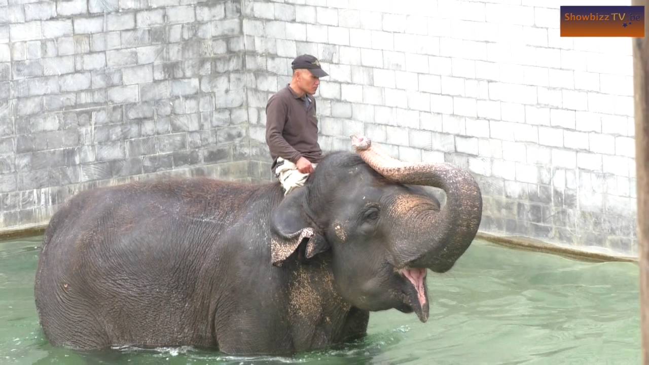 Olifanten stelen de show in Pairi Daiza